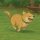 ZOOMIE logo