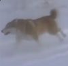 DOG logo