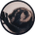 GINGER logo