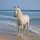 HORSE logo