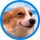 DAWG logo