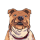 DOGSROCK logo