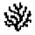 CORAL logo