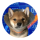 GOGO logo