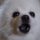 BARK logo