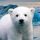 KNUT logo