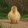 CHUBBYGOSLING logo