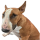 NOSEBUD logo