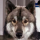 ODIN logo