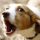 WOOF logo