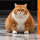 CHONK logo