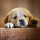 DOGGY logo