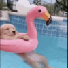 DOGINPOOL logo