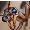 ANTS logo