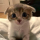 TRILLY logo