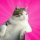 FATCAT logo