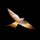 FREEDOM logo