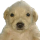 JOTCHUA logo