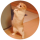 LOLCAT logo