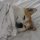 DOGSHEET logo