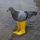 PIGEON logo