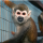 MONKEY logo