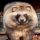 RACCOONDOG logo