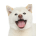 RYOSHI logo