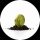 SEEDCOIN logo