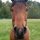 HORSE logo