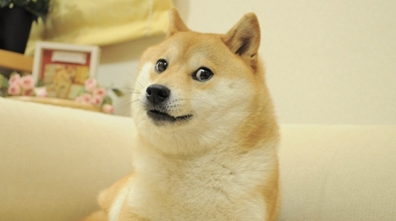 Фото пса с логотипа DOGE