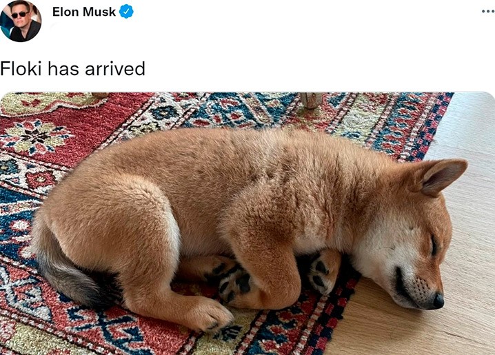 Собака Илона Маска