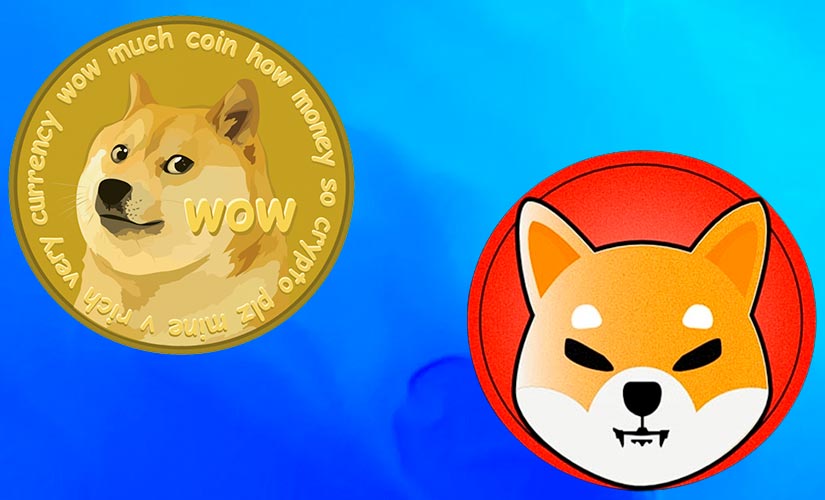 Doge Shiba