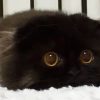KoT