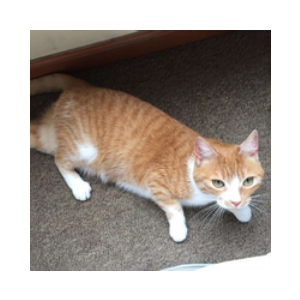 Waffles Davincij15\'s Cat